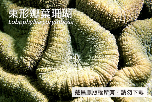 束形瓣葉珊瑚分枝頂端的珊瑚孔，直徑約3~5 cm，通常僅具1個珊瑚蟲