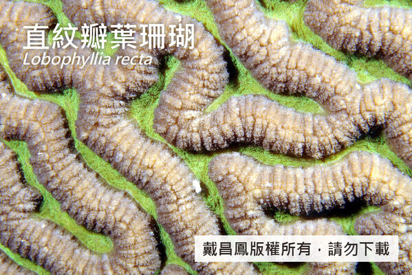 直紋瓣葉珊瑚的近照，顯示其隔片相連排列呈紋脊，珊瑚孔分布在紋溝中