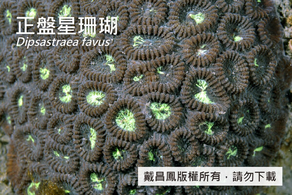 正盤星珊瑚的珊瑚孔直徑12~20 mm，隔片厚薄及排列皆不規則。