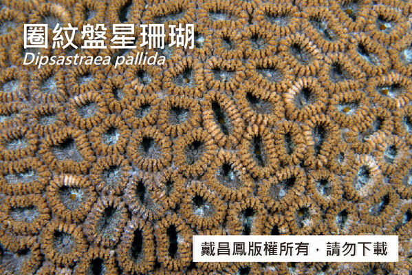 圈紋盤星珊瑚的珊瑚孔直徑約6~10 mm，分布緊密，隔片隔片上緣有短齒突。