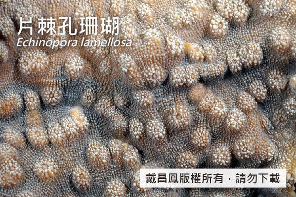 片棘孔珊瑚的珊瑚孔為圓形或圓錐形，凸出高度不一，口杯直徑約2.5~4.0 mm。