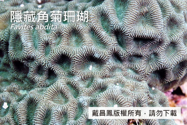 隱藏角菊珊瑚的珊瑚孔形態及大小皆有變異，直徑介於7~12 mm之間。