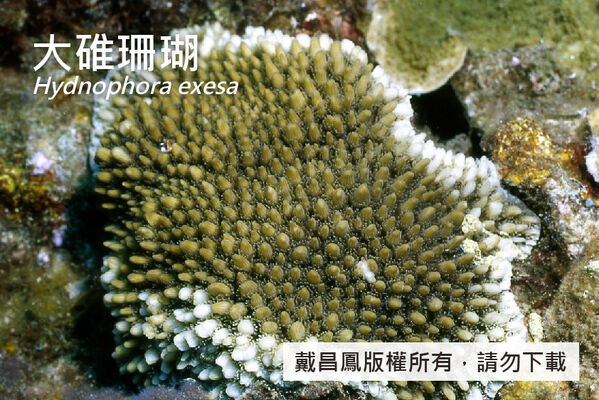 大碓珊瑚的表覆形群體，表面的突起由珊瑚孔周圍的鞘壁聯合形成。