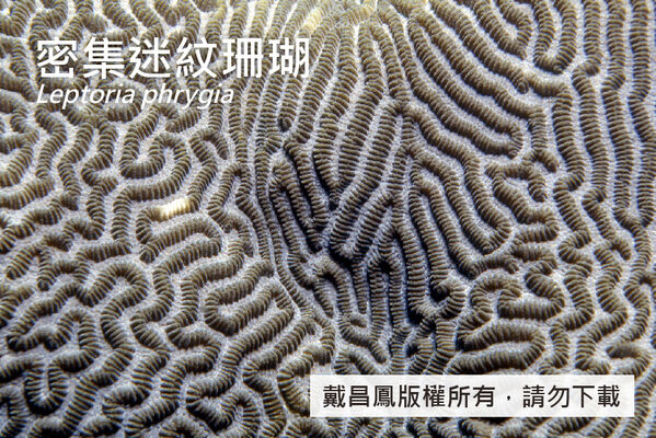 密集迷紋珊瑚的紋溝寬約2~4 mm，隔片突出、長度一致，相連排列形成紋脊。