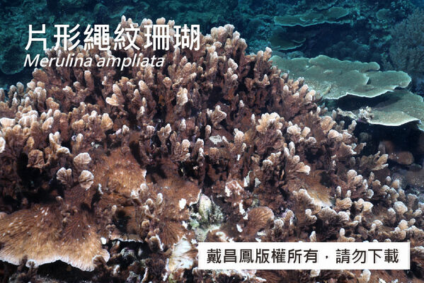 片形繩紋珊瑚的形態變異之一，表面有許多片形分枝密集分布。
