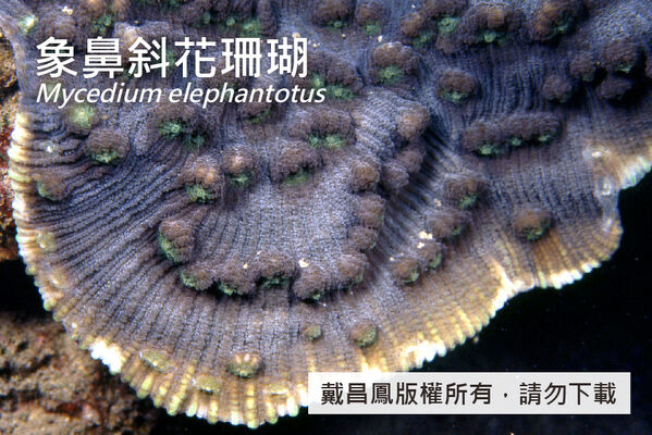 象鼻斜花珊瑚的珊瑚孔突出、鼻形，肋片大致呈輻射狀排列。