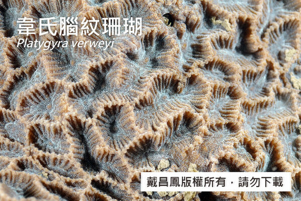 韋氏腦紋珊瑚的紋溝寬約5 mm，通常僅含單一口；孔壁薄，頂端尖；紋脊上的隔片均勻分布。