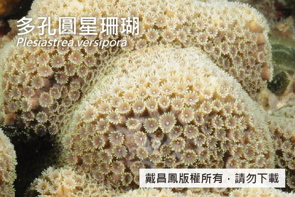 多孔圓星珊瑚的珊瑚蟲伸展。