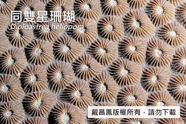 同雙星珊瑚的珊瑚孔近照，隔片厚而突出，外緣膨大癒合形成鞘壁。