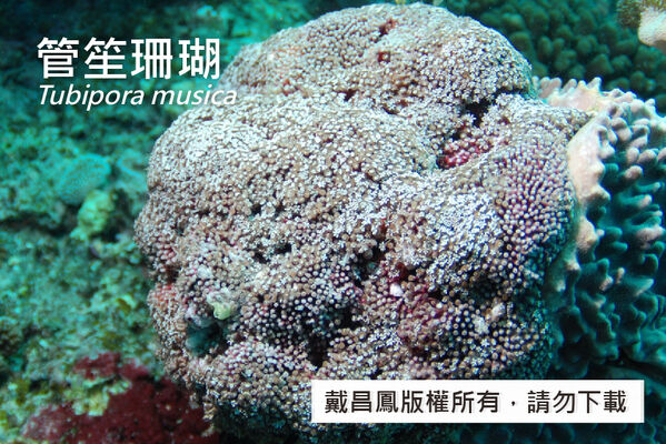 管笙珊瑚的收縮狀態，珊瑚蟲可收回細管內。