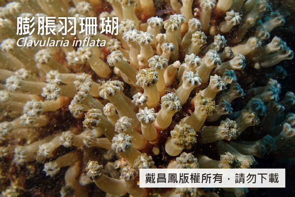 膨脹羽珊瑚的觸手收縮狀態，珊瑚蟲高約15~20 mm。