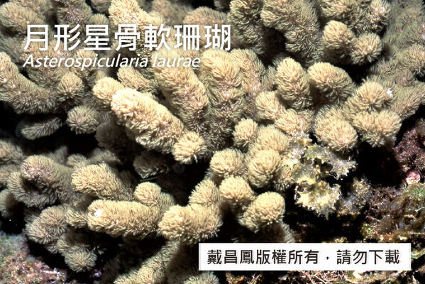 月形星骨軟珊瑚群體充分伸展時呈指形。