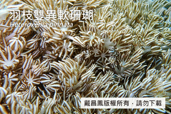 羽枝雙異軟珊瑚的珊瑚蟲觸手頂端漸尖，兩側有4~5列短羽枝