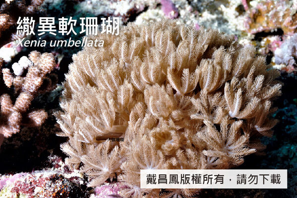 繖異軟珊瑚的珊瑚蟲密集覆蓋冠部，珊瑚蟲含8隻觸手，觸手長約8~9 mm。