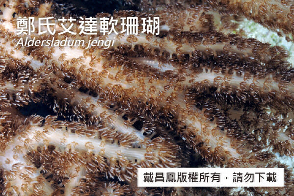 鄭氏艾達軟珊瑚的珊瑚蟲間隔分布於分枝表面，觸手呈褐色，兩側有細小羽枝。