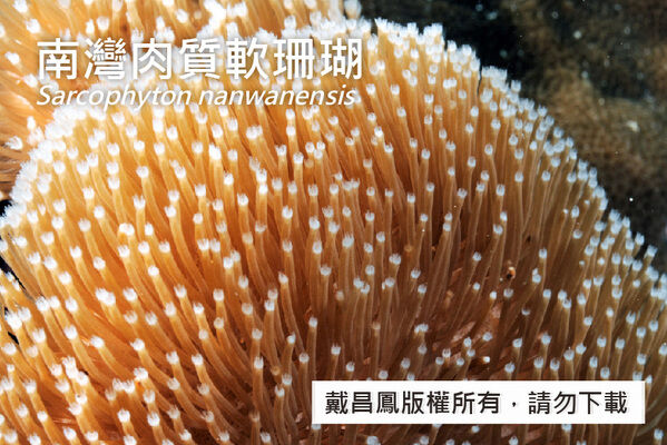 南灣肉質軟珊瑚的獨立個蟲細長，伸展長可達6 mm，管狀個蟲小，分布在冠部表面。