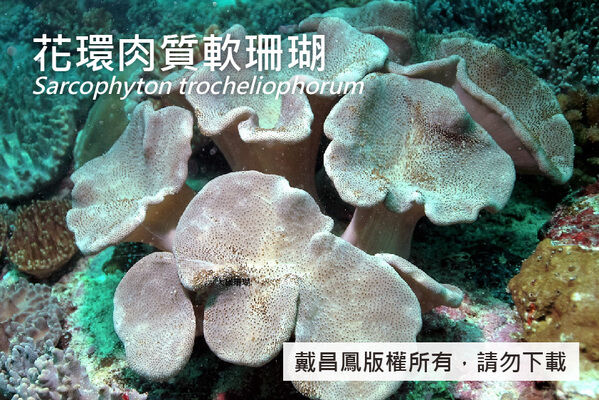 花環肉質軟珊瑚群體的珊瑚蟲收縮狀態，珊瑚蟲可完全收縮入冠部組織中。