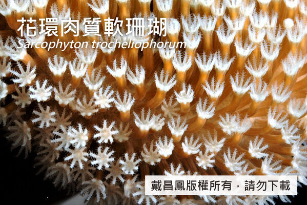 花環肉質軟珊瑚伸展的獨立個蟲長可達10 mm，密布於冠部表面。