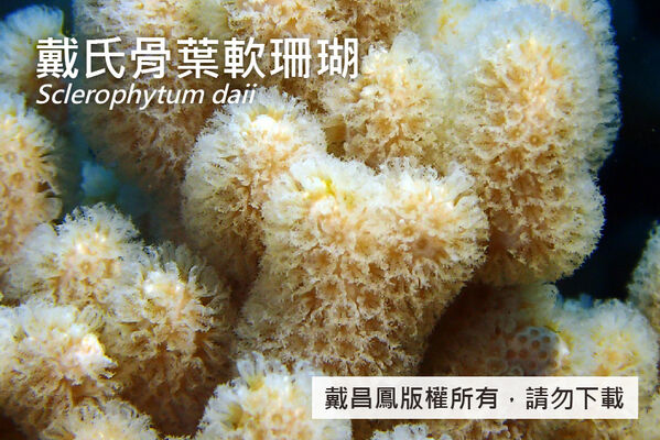 戴氏骨葉軟珊瑚的分枝近照，顯示珊瑚蟲伸展狀態。