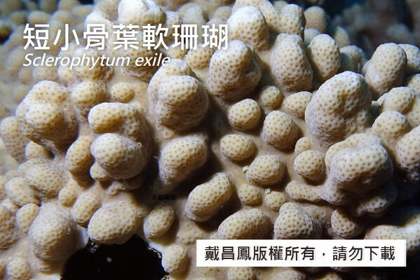 短小骨葉軟珊瑚的近照，顯示珊瑚蟲收縮的分枝。