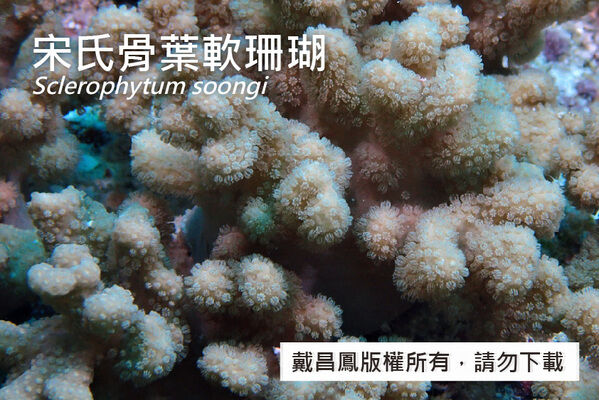 宋氏骨葉軟珊瑚分枝近照，顯示珊瑚蟲短小而密集。