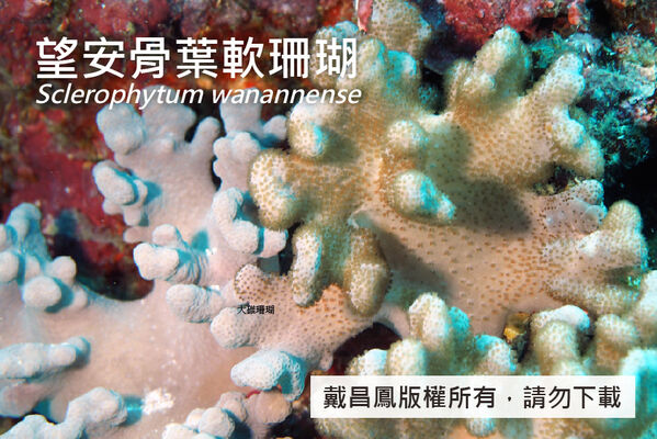 望安骨葉軟珊瑚的近照顯示珊瑚蟲伸展和收縮的形態。