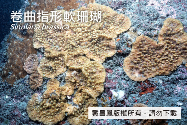 卷曲指形軟珊瑚的形態變異，表面多短小分枝。
