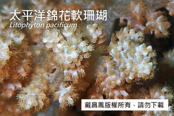 太平洋錦花軟珊瑚的珊瑚蟲成簇分布於分枝頂部。