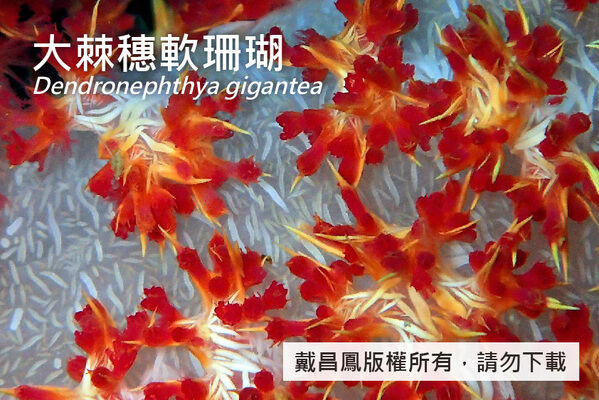 大棘穗軟珊瑚近照顯示成簇的珊瑚蟲