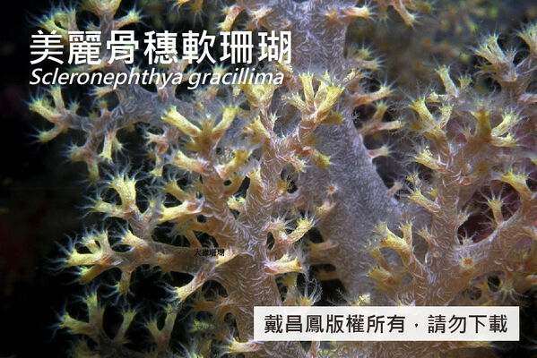 美麗骨穗軟珊瑚的分枝和珊瑚蟲近照。