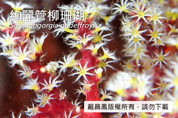 絢麗管柳珊瑚的小分枝及珊瑚蟲近照。