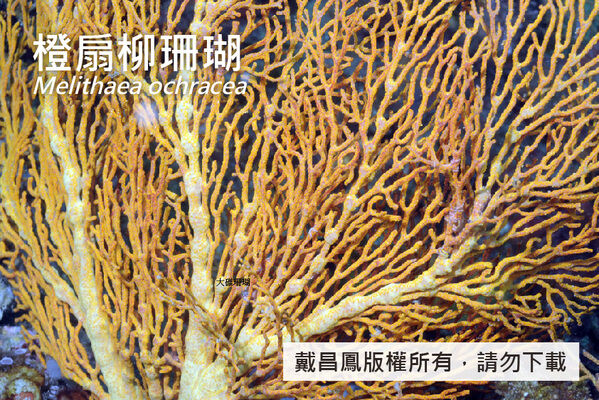橙扇柳珊瑚主分枝的節稍膨大。