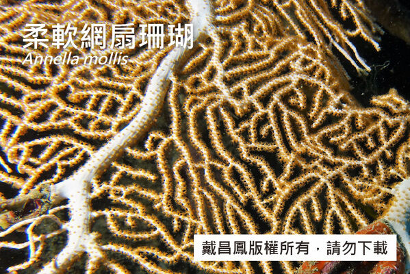 柔軟網扇珊瑚的珊瑚蟲密集分布於分枝各表面，但在主幹上較稀疏。