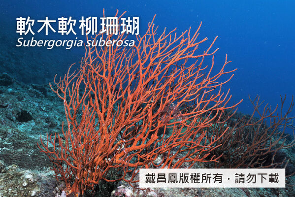 珊瑚蟲收縮的軟木軟柳珊瑚群體。