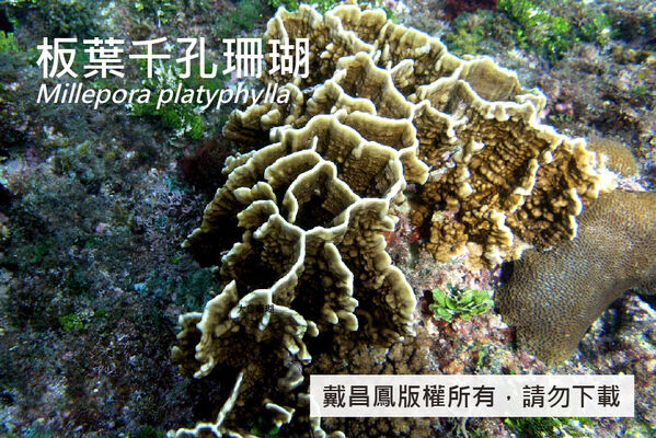 板葉千孔珊瑚的板葉互相聯合呈蜂巢狀。