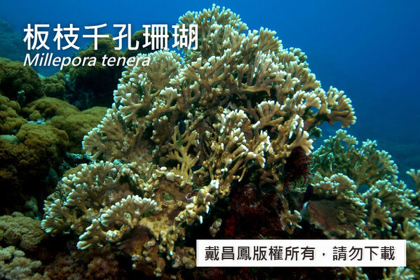 板枝千孔珊瑚的扇形分枝平行排列。
