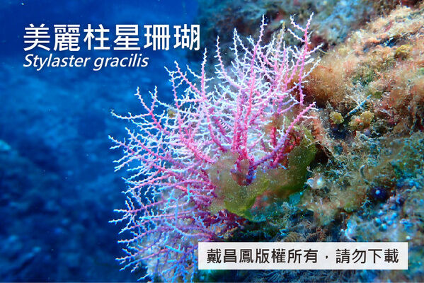 美麗柱星珊瑚的小型群體