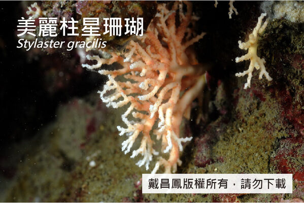 美麗柱星珊瑚的管狀體呈細毛狀