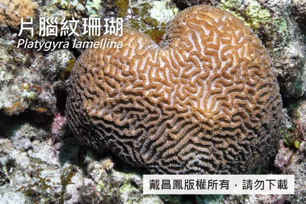 片腦紋珊瑚的紋溝寬約4~6 mm，紋脊上的隔片略凸出、均勻分布，於兩側緩降至紋溝。
