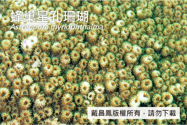 蜂巢星珊瑚的珊瑚孔多數凸出約1~2公厘，少數為凹入型，共骨表面粗糙。