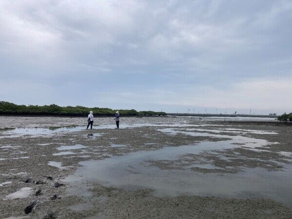 稚鱟族群調查情形