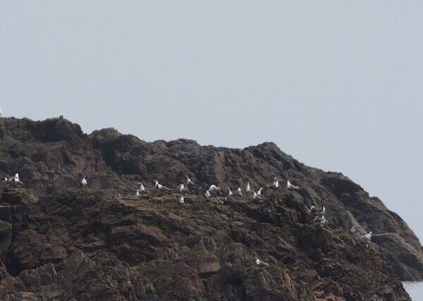 圖3-黑嘴端鳳頭燕鷗及大鳳頭燕鷗棲息