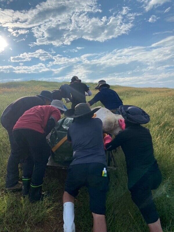 沉重的鯨魚頭骨需大家一起推上山