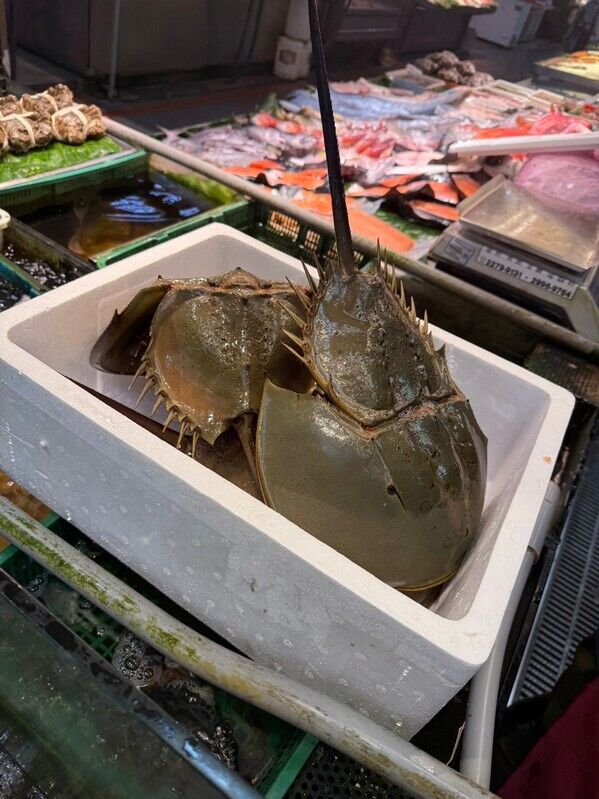 三棘鱟保育轉送