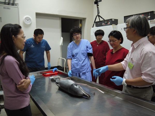 圖1 台灣鯨豚擱淺救援緊急應變小組討論解剖重點
