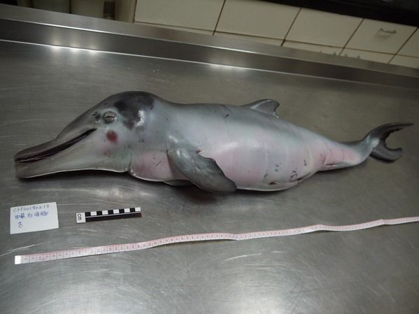 圖2 擱淺白海豚體長97cm