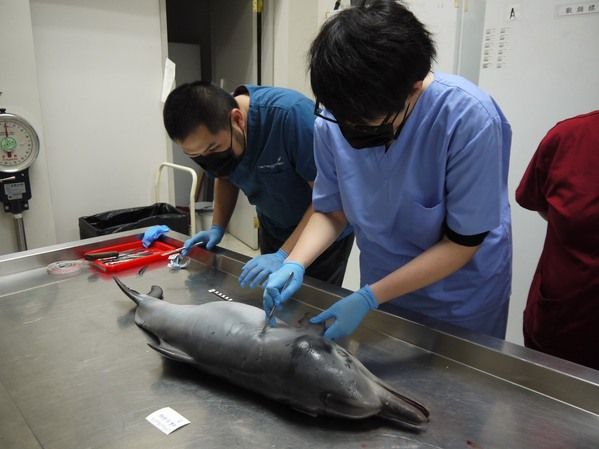 圖3 獸醫開始解剖個體