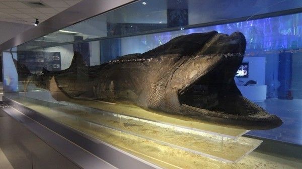 圖2 巨口鯊標本(攝於國立海洋科技博物館)||