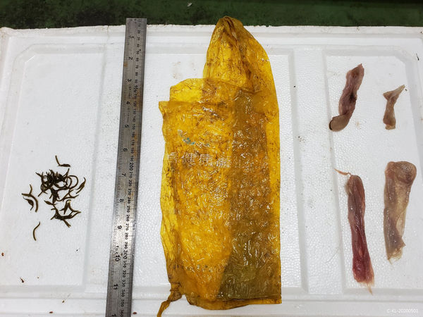 圖3 糙齒海豚死亡個體解剖後胃內發現塑膠袋一個(中華鯨豚協會秘書長提供)