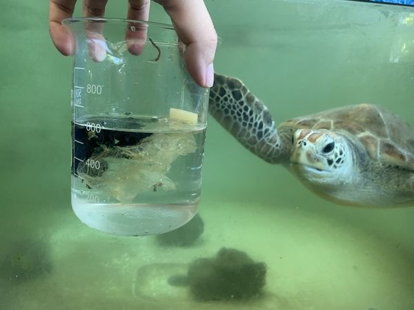 圖四 海生館收容的海龜以及其排出的人造物